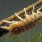 Isopoda (aquatic sowbug)