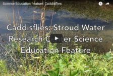Ecosystem Benefits of Net-Spinning Caddisflies
