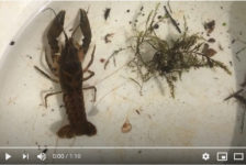 Aquatic Macroinvertebrates in Motion Videos