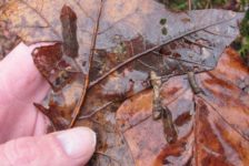 Photo of a hand holding a wet leaf with aquatic macroinvertebrates clinging to it.