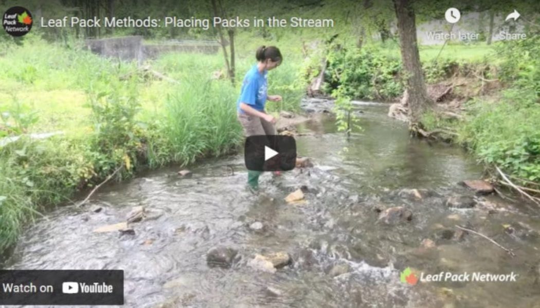 Leaf Pack Methods Video: Placing Packs in the Stream