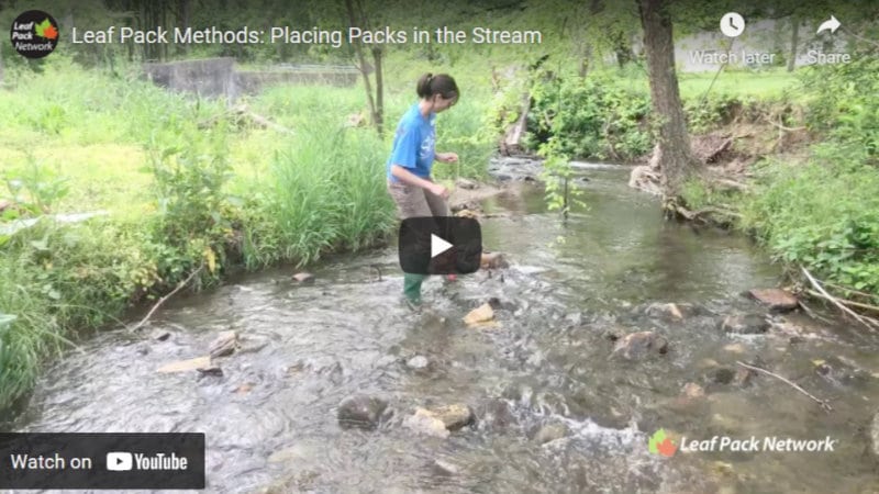 Leaf Pack Methods Video: Placing Packs in the Stream