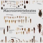 Visit the Atlas of Common Freshwater Macroinvertebrates of Eastern North America.