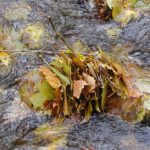A natural leaf pack in a stream.