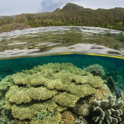 A coral reef underwater, with the waterline above, and mountainous land beyond.