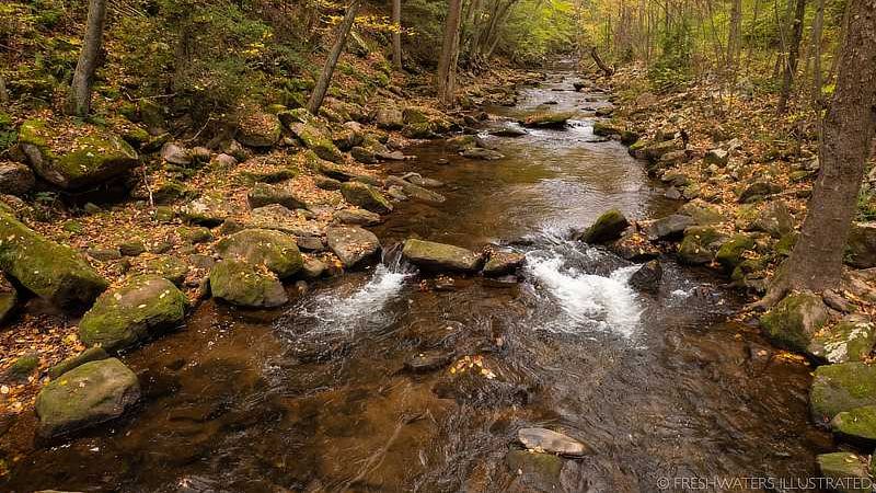 A beautiful forested stream.