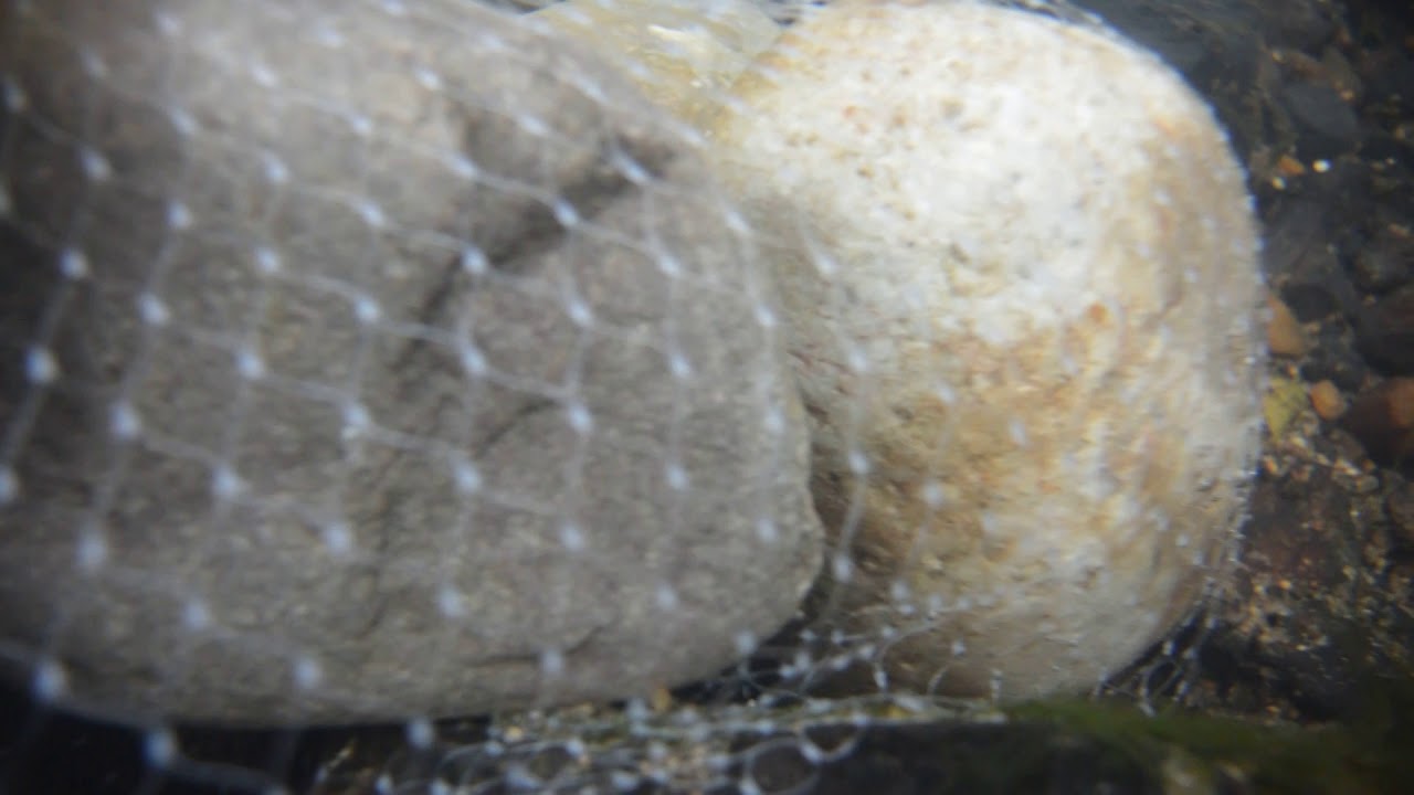 youtube placeholder image